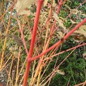 Cornus sanguinea 'Winter Flame' rameau